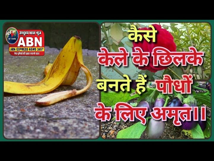केले के छिलके पौधों के लिए खजाना क्यों हैं? माली ने बताया इस्तेमाल करने का सही तरीका और ढेरों फायदे