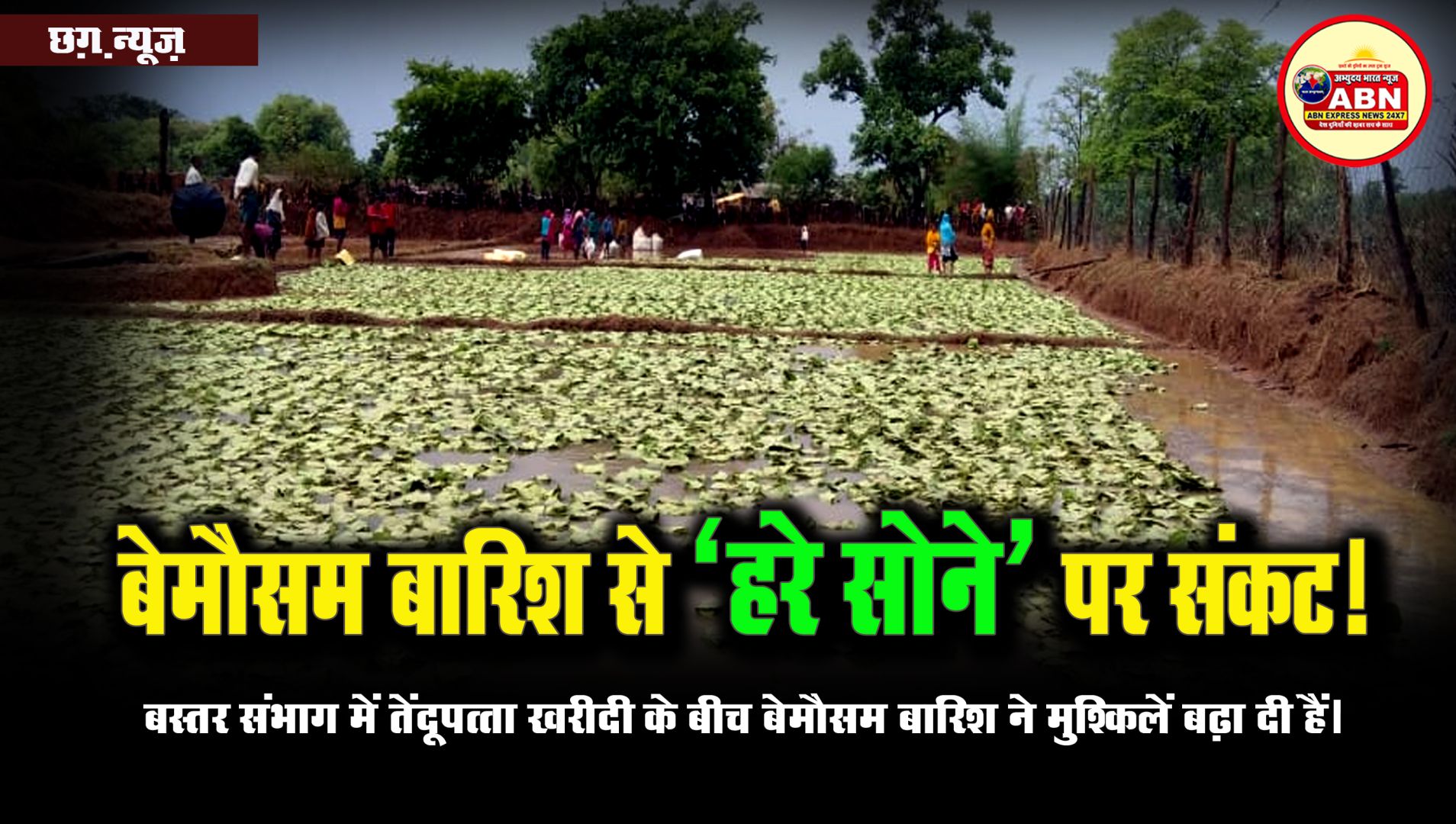 'हरा सोना' पर बारिश की मार, बस्तर संभाग में तेंदूपत्ता खरीदी के बीच बेमौसम बारिश ने मुश्किलें बढ़ा दी हैं। 