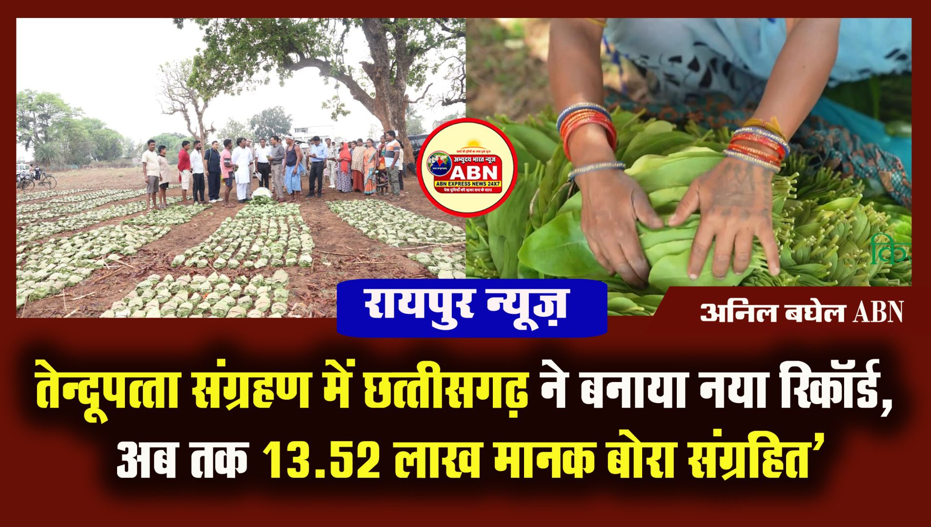 रायपुर : ’तेन्दूपत्ता संग्रहण में छत्तीसगढ़ ने बनाया नया रिकॉर्ड, अब तक 13.52 लाख मानक बोरा संग्रहित’