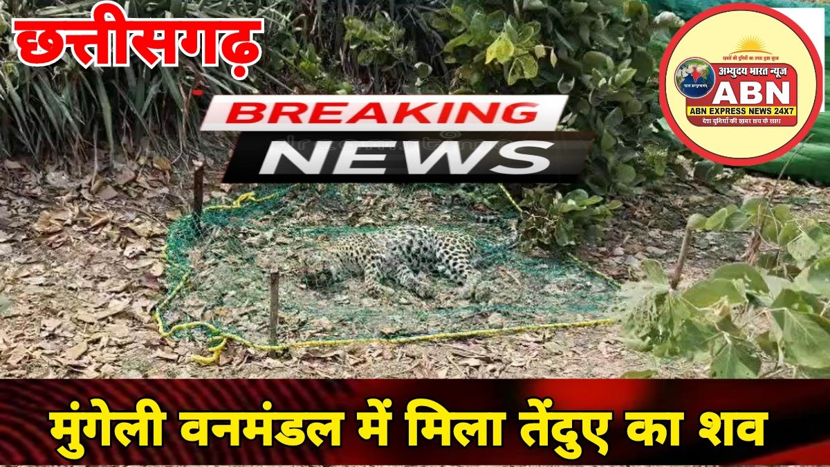 मुंगेली वनमंडल में मिला तेंदुए का शव : क्षेत्रीय वर्चस्व को लेकर दो तेंदुओं में खूनी संघर्ष...